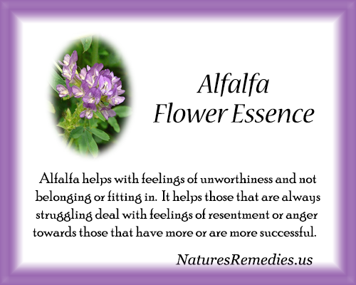 Alfalfa Flower Essence - Nature's Remedies