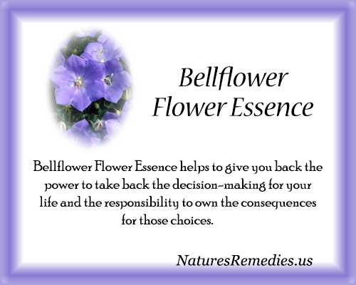 Bellflower Flower Essence - Nature's Remedies