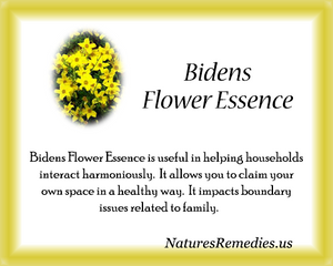 Bidens Flower Essence - Nature's Remedies