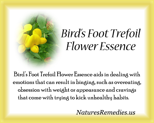 Bird's Foot Trefoil Flower Essence - Nature's Remedies