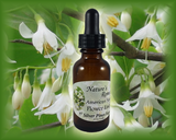 American Snowbell Flower Essence - Nature's Remedies