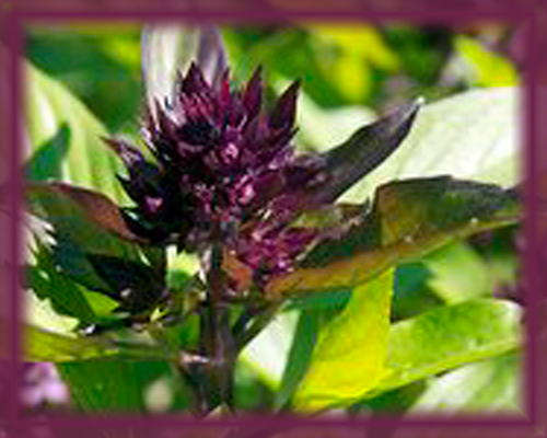 Basil Flower Essence - Nature's Remedies