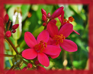 Big Root Jatropha Flower Essence - Nature's Remedies