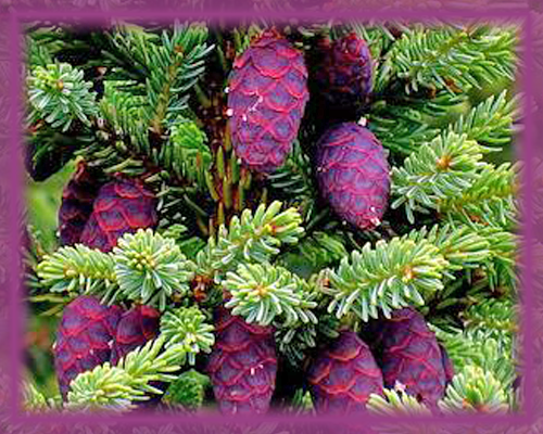 Black Spruce Flower Essence - Nature's Remedies