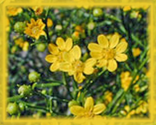 Broomweed Flower Essence - Nature's Remedies