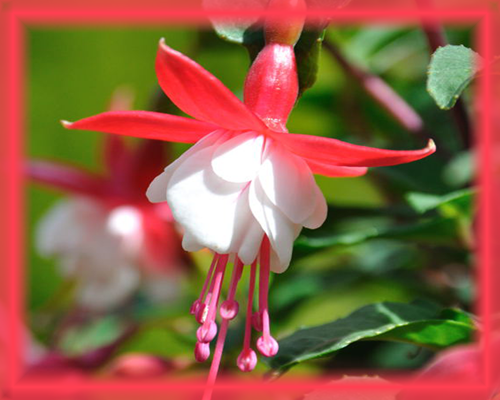 Bush Fuchsia Flower Essence - Nature's Remedies