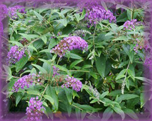 Butterfly Bush Flower Essence - Nature's Remedies