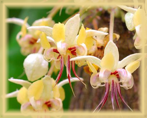 Cacao Flower Essence - Nature's Remedies