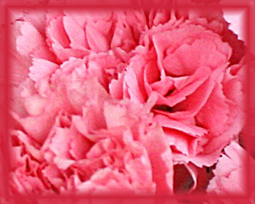 Carnation Flower Essence - Nature's Remedies
