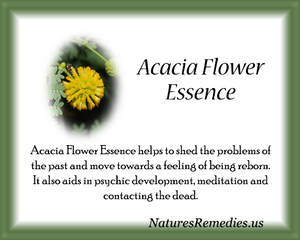 Acacia Flower Essence - Nature's Remedies
