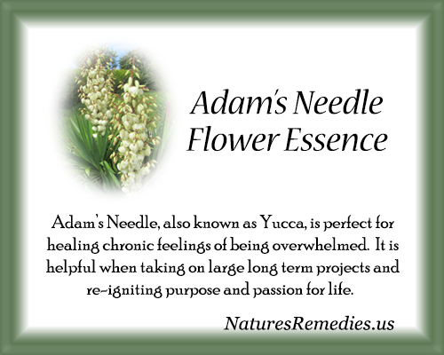 Adam's Needle Flower Essence - Nature's Remedies