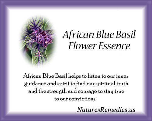 African Blue Basil Flower Essence - Nature's Remedies