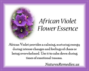 African Violet Flower Essence - Nature's Remedies