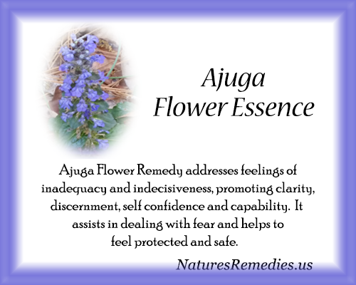 Ajuga Flower Essence - Nature's Remedies