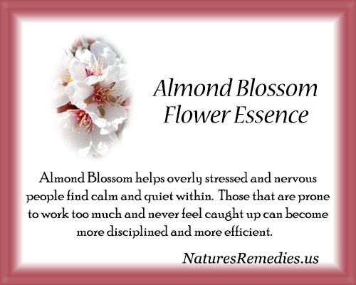Almond Blossom Flower Essence - Nature's Remedies