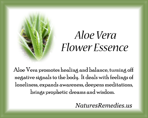Aloe Vera Flower Essence - Nature's Remedies