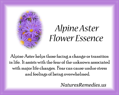 Alpine Aster Flower Essence - Nature's Remedies