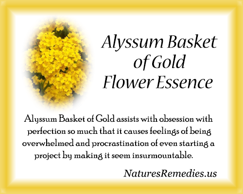 Alyssum Basket of Gold Flower Essence - Nature's Remedies
