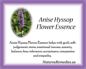 Anise Hyssop Flower Essence - Nature's Remedies