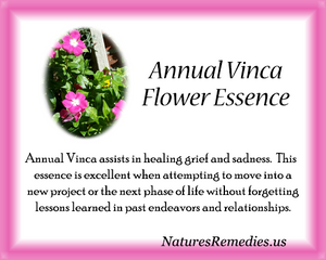 Annual Vinca Flower Essence - Nature's Remedies