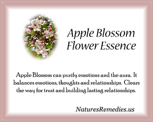 Apple Blossom Flower Essence - Nature's Remedies