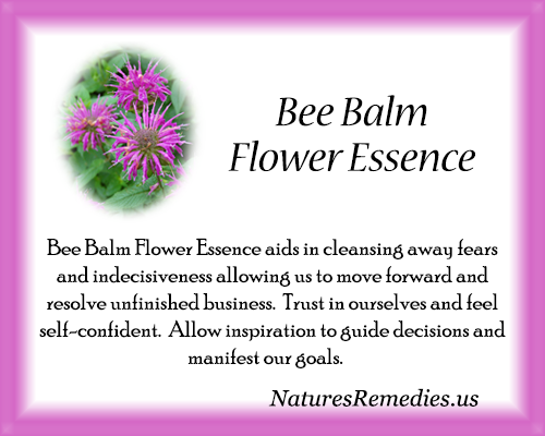 Bee Balm Flower Essence - Nature's Remedies