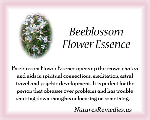 Beeblossom Flower Essence - Nature's Remedies