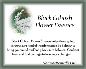 Black Cohosh Flower Essence - Nature's Remedies