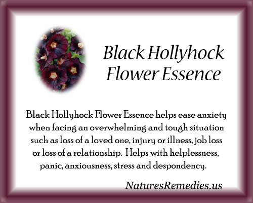 Black Hollyhock Flower Essence - Nature's Remedies