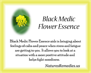 Black Medic Flower Essence - Nature's Remedies