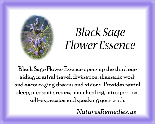 Black Sage Flower Essence - Nature's Remedies