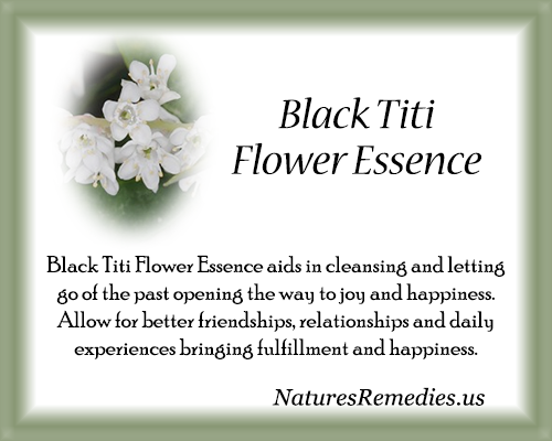Black Titi Flower Essence - Nature's Remedies