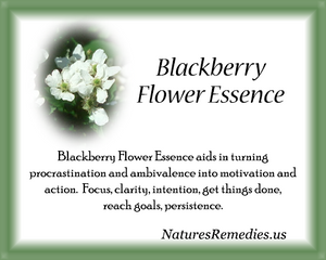 Blackberry Flower Essence - Nature's Remedies