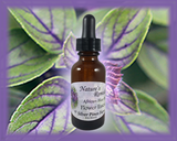 African Blue Basil Flower Essence - Nature's Remedies