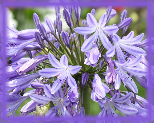 Agapanthus Flower Essence - Nature's Remedies