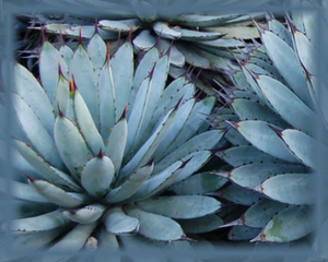 Agave Flower Essence - Nature's Remedies