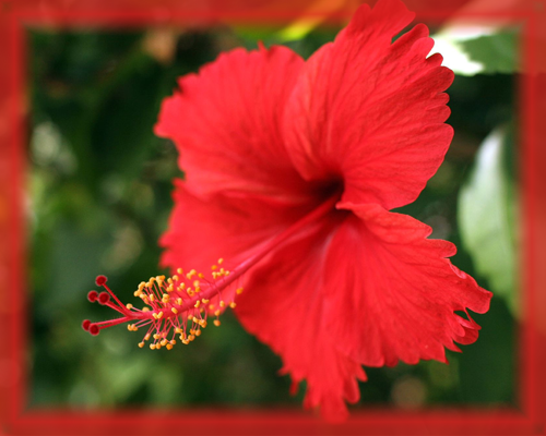 Amapola Flower Essence - Nature's Remedies