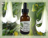 Angel's Trumpet Flower Essence - Nature's Remedies