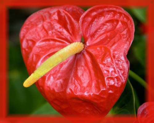 Anthurium Flower Essence - Nature's Remedies