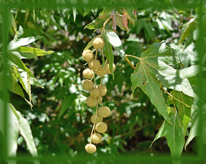 Arizona Sycamore Flower Essence - Nature's Remedies