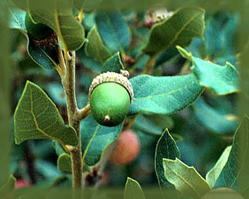 Arizona White Oak Flower Essence - Nature's Remedies