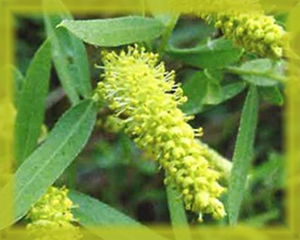 Arroyo Flower Essence - Nature's Remedies