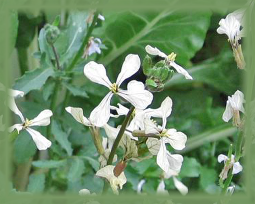 Arugula Flower Essence - Nature's Remedies