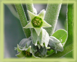 Ashwagandha Flower Essence - Nature's Remedies