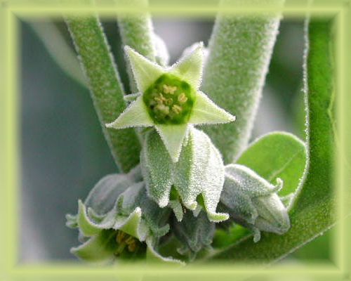 Ashwagandha Flower Essence - Nature's Remedies