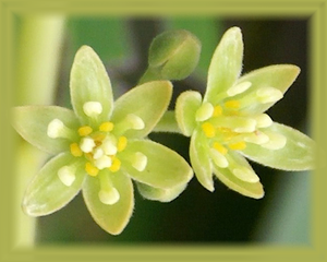 Avocado Flower Essence - Nature's Remedies