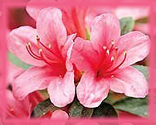 Azalea Flower Essence - Nature's Remedies