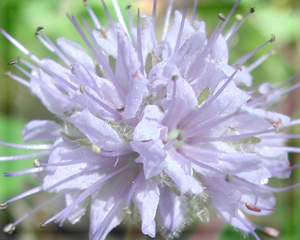 Ballhead Waterleaf Flower Essence - Nature's Remedies