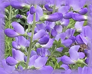 Baptisia Flower Essence - Nature's Remedies