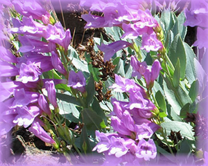 Barrett's Penstemon Flower Essence - Nature's Remedies